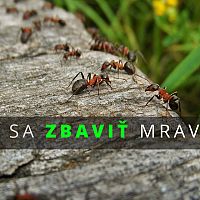 Jak se zbavit mravenců v domácnosti (v kuchyni v bytě a domě) a v zahradě