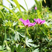 Jak se zbavit plevele v zahradě, v trávníku, na skalce či ve spárách dlažby?