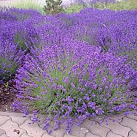 Levandule – pěstování, rozmnožování, přesazování, zazimování