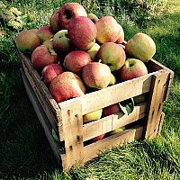 Jak uskladnit ovoce a zeleninu