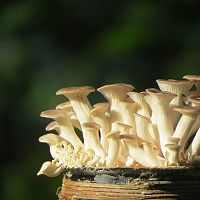 Jak pěstovat hlívu ústřičnou