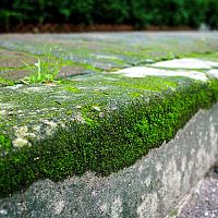 Jak k čištění zámkové dlažby od mechu? Pomůže chemie nebo vysokotlaký čistič