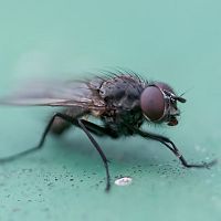 Jak se zbavit much? Vyzkoušejte odpuzovače, pasti na mouchy, sprej i babské rady!