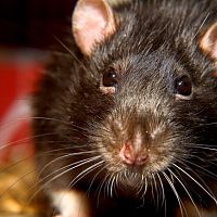 Jak se zbavit potkanů na dvoře, v zahradě, v domě? Past, ocet, sádra, kočka i pes pomohou