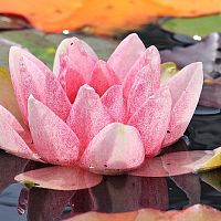 Jak pěstovat lekníny v jezírku a nádobě