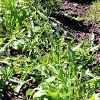 Pestovanie rukoly v záhrade