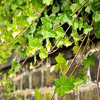 Jak se zbavit břečťanu? Postřik proti břečťanu funguje