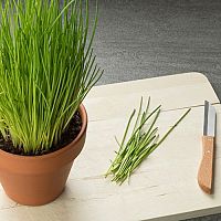 Jak pěstovat pažitku? Sázení, zalévání, uskladnění