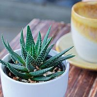 Pěstování Aloe Vera ze semínka – substrát, choroby, zalévání