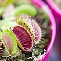 Jak doma pěstovat masožravé rostliny?