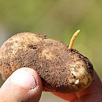 Jak se zbavit háďátka bramborového? Přípravky proti drátovcům, které fungují