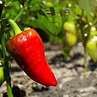 Pěstování papriky – sázení, hnojení, vylamování, choroby, škůdci