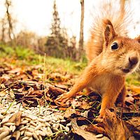Jak se zbavit veverky na zahradě nebo na půdě?