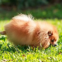 Vulkanické kameny pro psy nebo jak neutralizovat psí moč