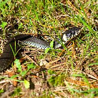 Jak se zbavit hadů na zahradě? Co odpuzuje hady? Postřik proti hadům funguje