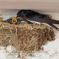 Jak zaplašit vlaštovky a zabránit jim stavět hnízda. Hroty proti vlaštovkám jako nejlepší zábrany