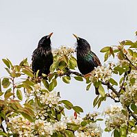 Jak se zbavit špačků na zahradě?