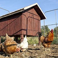 Jak postavit kurník pro slepice i s výběhem? Video návod, který vám pomůže