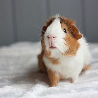 Péče o mořská prasátka: vhodná klícka a domek, jídlo, spánek, choroby