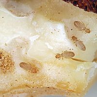 Veš papírová (pisivka) v novostavbě a v rodinném domě – jak se jí zbavit?