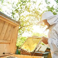 Chov včel a legislativa: Jaké jsou povinnosti včelaře?