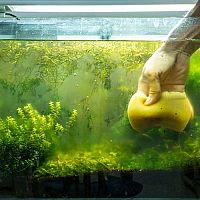 Jak vyčistit akvárium od řas – černá řasa, zelená řasa, žabí vlas. Jak si s nimi poradit?