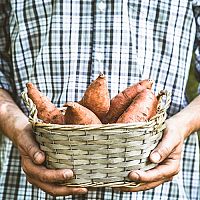 Batáty – pěstování v květináči i venku na zahradě. Kde koupit sazenice batátů?