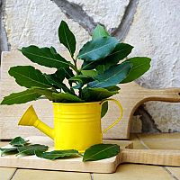 Bobkový list – pěstování. Kdy stříhat vavřín? Čerstvý a drcený bobkový list proti hmyzu, pod polštář