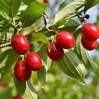 Jak pěstovat dřínku (dřín obecný) – rozmnožování, vysazení, odrůdy