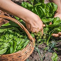 Jak pěstovat špenát v zimě, na jaře, na podzim, v květináči a na zahradě?