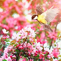 Přínosní ptáci na zahradě: sýkorky, vrabci, drozdi, špačci, žluny, vrány, sojky. Jak je přilákat?