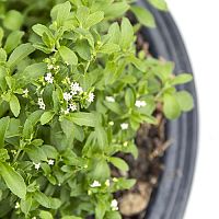 Jak si doma pěstovat stévii? Pěstování ze semen je možné i v květináči