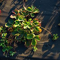 Jak zazimovat tahavé balkonové jahody v květináči a jahody na záhonu