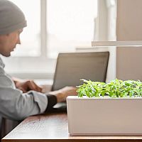 Inteligentní květináče na bylinky: Smart Garden, Lua, Click and Grow