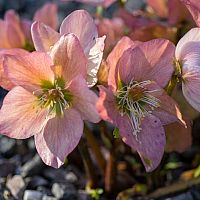 Čemeřice v květináči i na zahradě – pěstování ze semena, vhodná půda, ošetřování