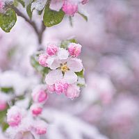 Rady, jak ochránit stromy před jarními mrazy