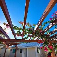 Vhodné rychle rostoucí popínavé/ťahavé rostliny na pergolu – růže, réva, plamének, hortenzie