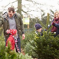 Živý, nebo umělý? Jak si vybrat vánoční stromek, kde koupit, jak ho skladovat