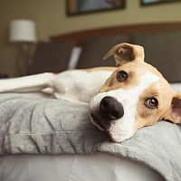 Co s domácím mazlíčkem během dovolené? Pro psa hotel, pro kočku opatrovník