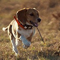 Jak vybrat GPS lokátor (obojek, tracker) pro kočku nebo psa