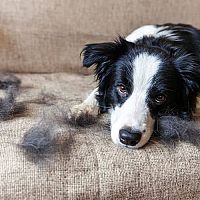Tipy, jak se zbavit srsti v domácnosti. Pomůže kvalitní vysavač i sušička prádla