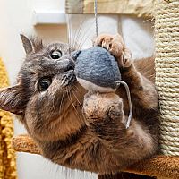 Jaké vybavení pro kočku? Potřebujete pelech, odpočívadlo, granule, misky, škrabadlo i toaletu