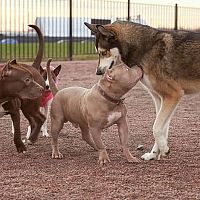 Jak správně socializovat štěně nebo staršího psa s lidmi a s jinými psy a zvířaty