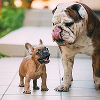 Pes do bytu. Jaká jsou nejlepší malá plemena psů?