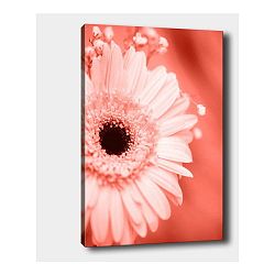 Nástěnný obraz na plátně Tablo Center Gerbera Left, 40 x 60 cm